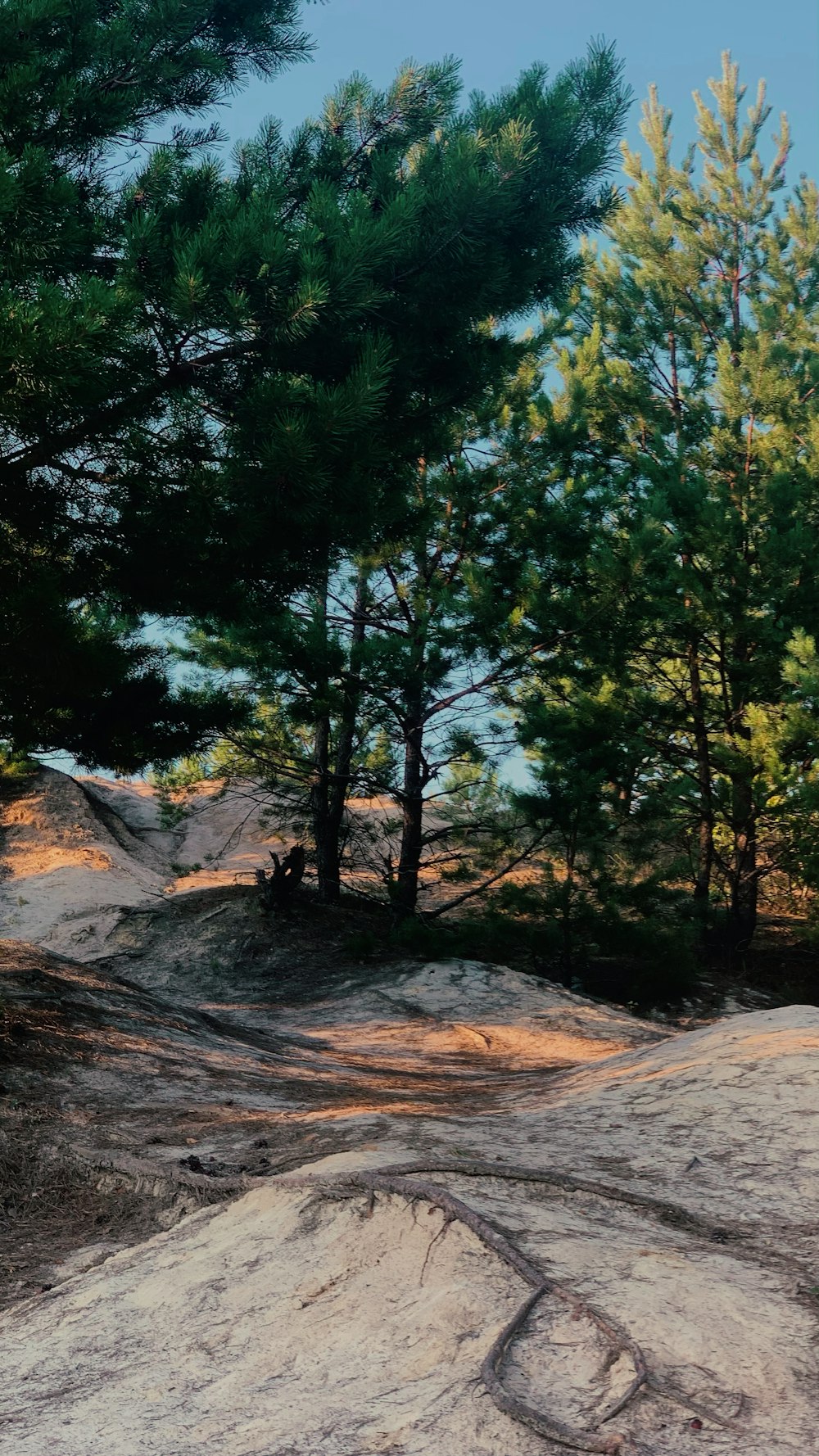 a dirt path surrounded by trees on a sunny day