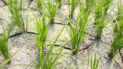 a close up of some grass growing on a rock