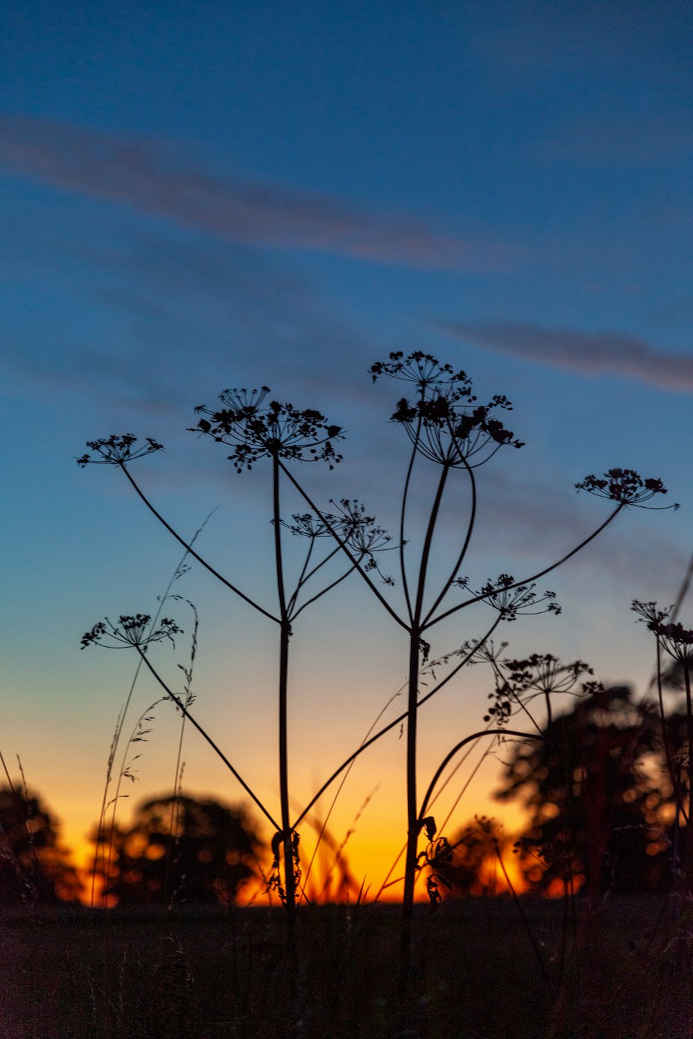 the sun is setting behind some tall grass