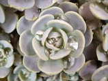 Close-up of a mini artificial succulent with dewy, realistic leaves.