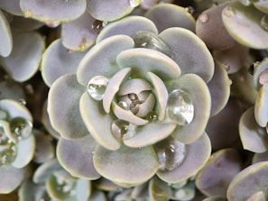 Close-up of a mini artificial succulent with dewy, realistic leaves.