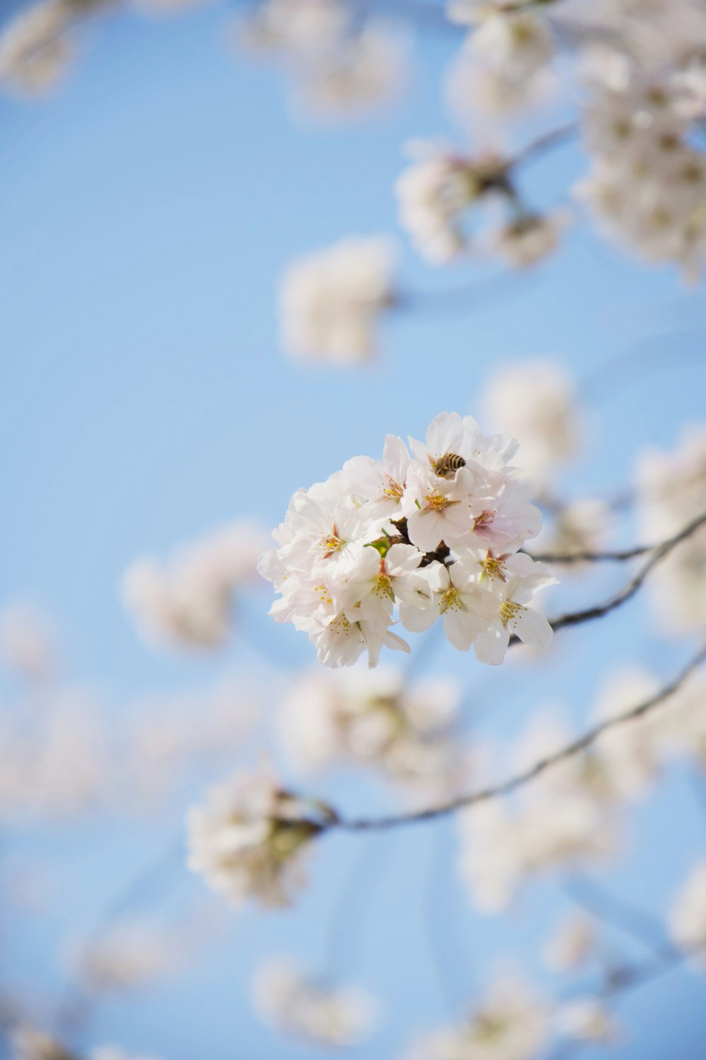 a branch with white flowers against a blue sky