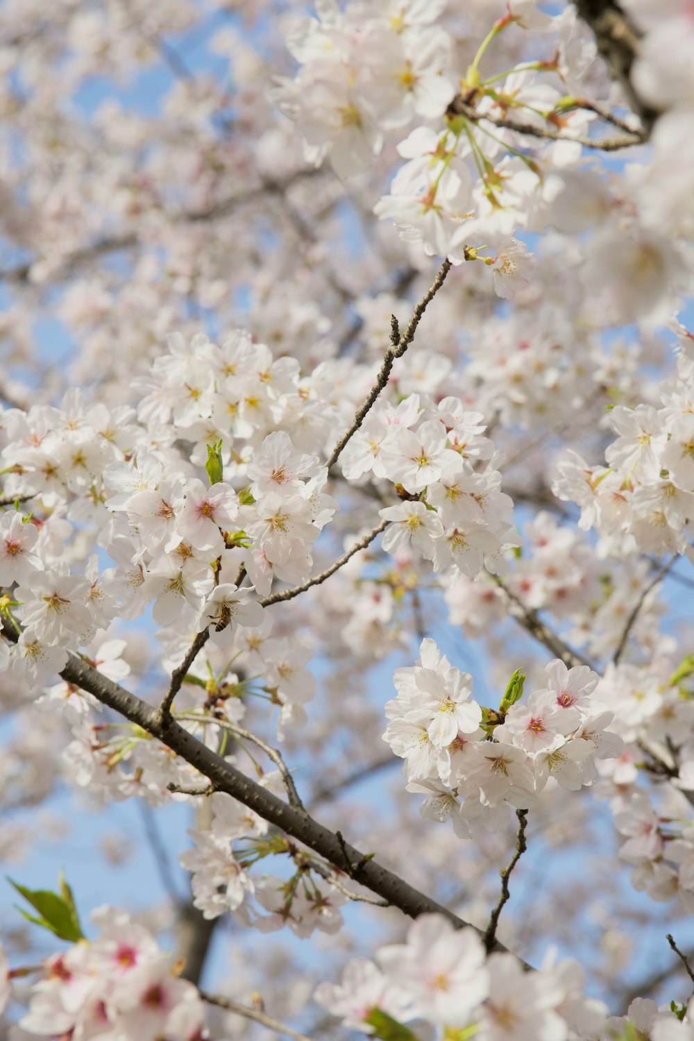 a close up of a tree with white flowers