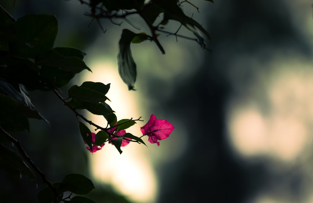 a pink flower is blooming on a tree branch