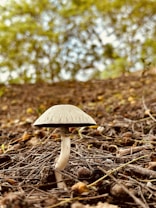 A single mushroom with a light brown cap and slender white stalk grows amidst a bed of dry, earthy twigs and small rocks. The background is out of focus, featuring green and brown hues that suggest a natural setting, possibly a forest floor.