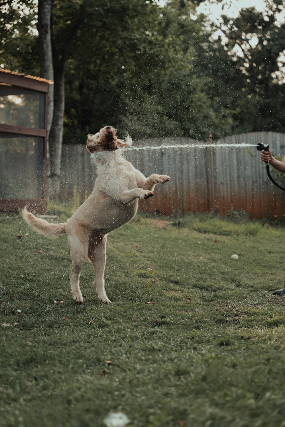 a dog standing on its hind legs in the grass