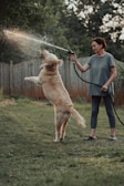 A pet owner training their dog in a backyard.