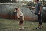 A joyful golden retriever playing fetch in a sunny backyard.