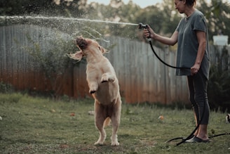 a woman is spraying a dog with a hose