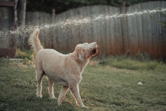 A happy dog playing in a clean yard.