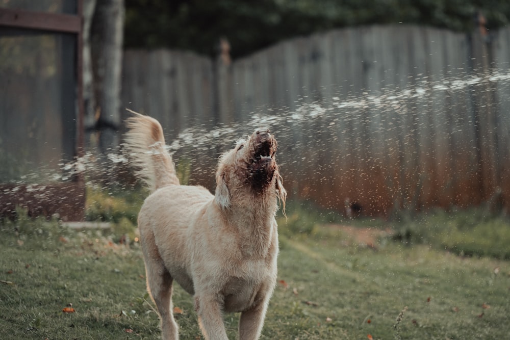 Un perro parado en la parte superior de un campo cubierto de hierba