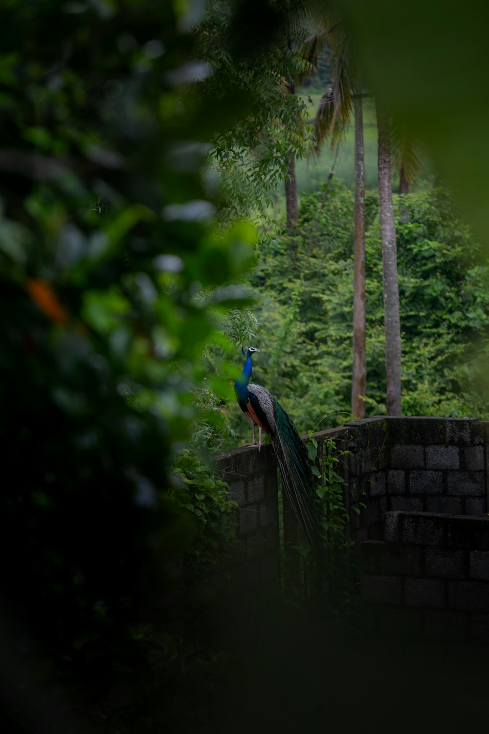 a peacock is standing on a brick wall