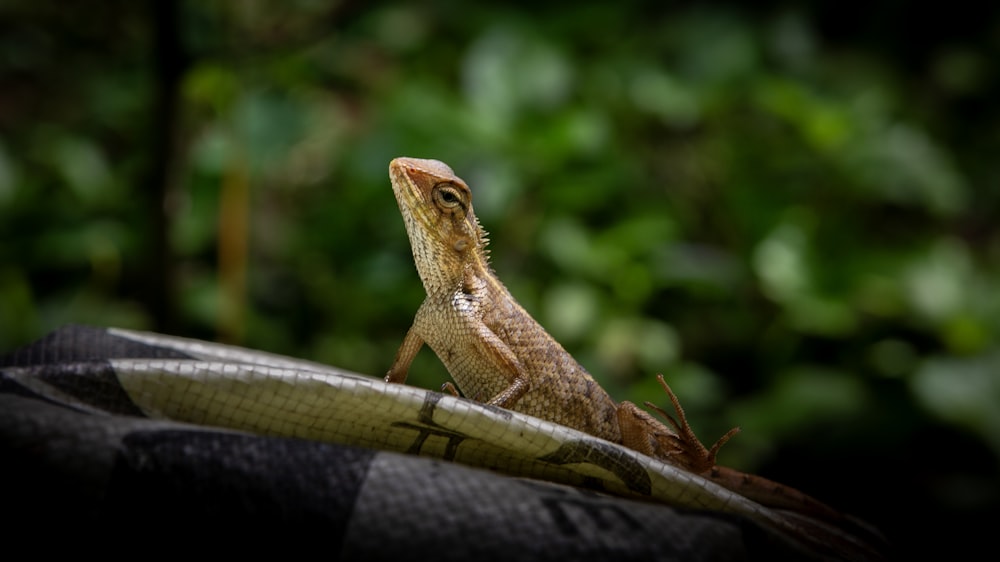 a lizard is sitting on top of a hat