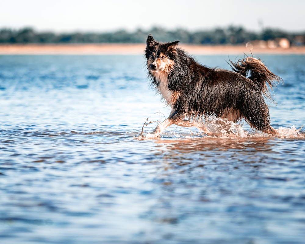 a dog is walking in the water near the shore
