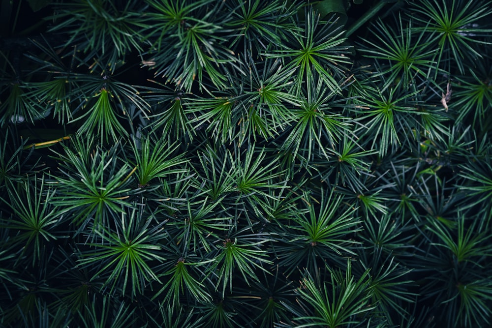 a close up of a pine tree with lots of green leaves