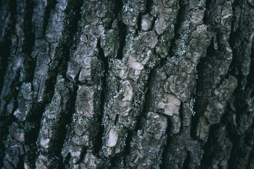 a close up of the bark of a tree