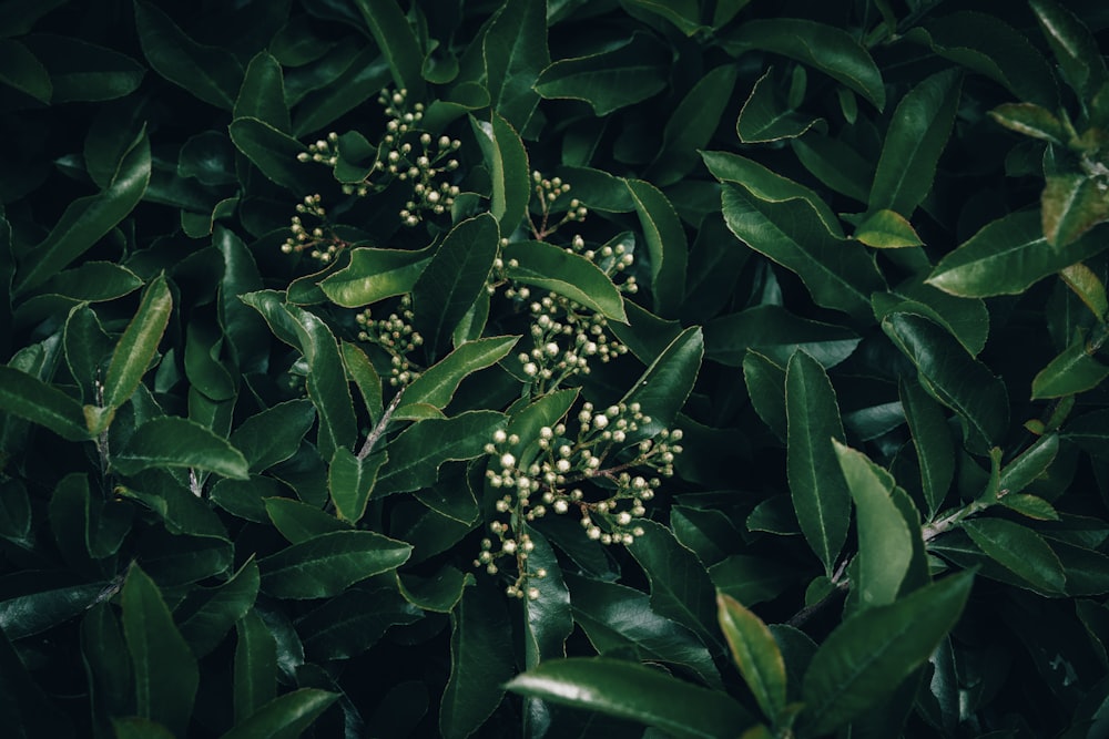 a bush with green leaves and small white flowers