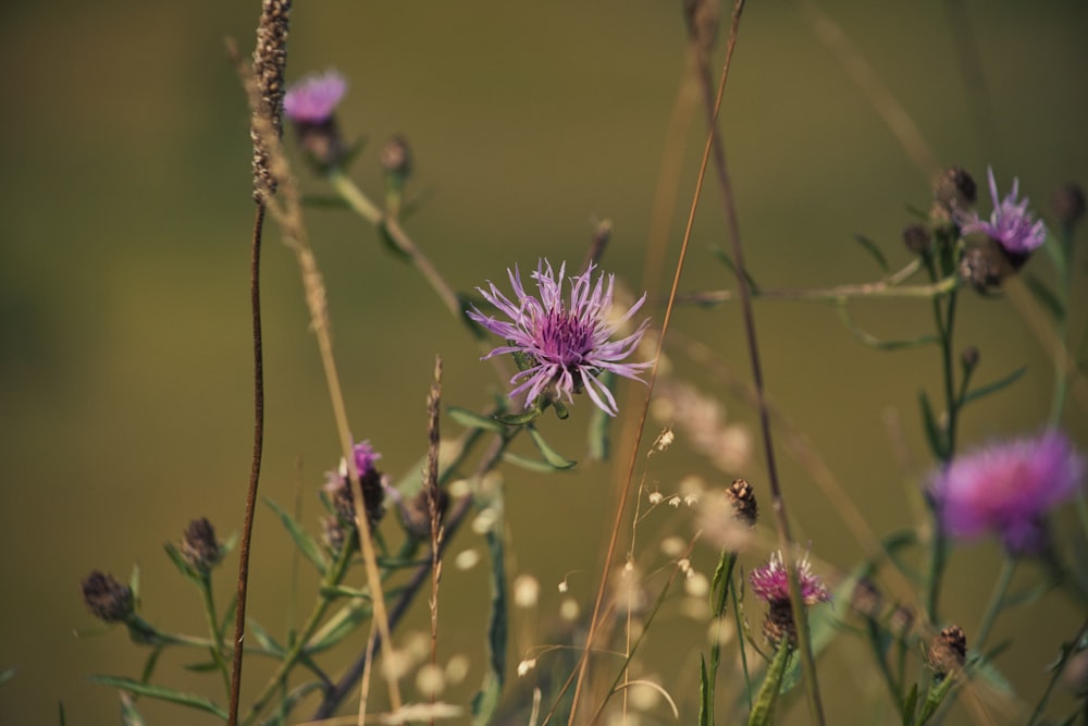 Un primer plano de una flor púrpura en un campo