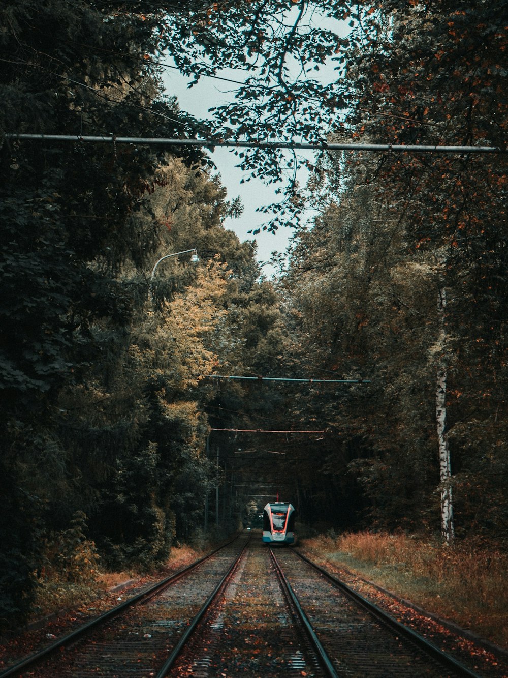 a train traveling down train tracks through a forest