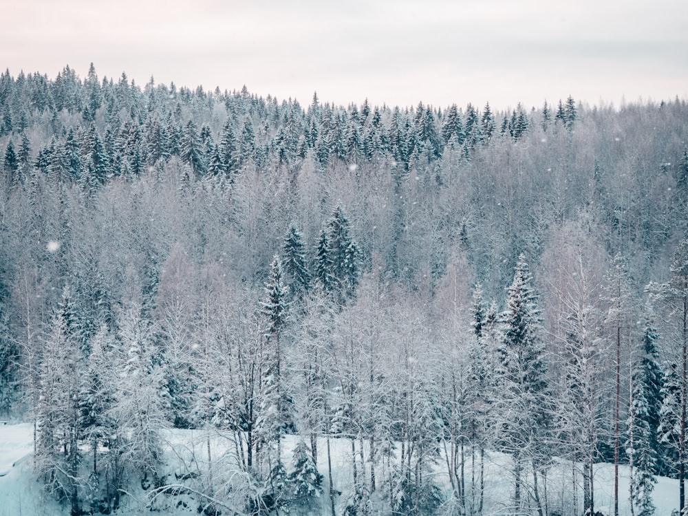 a snow covered forest with lots of trees