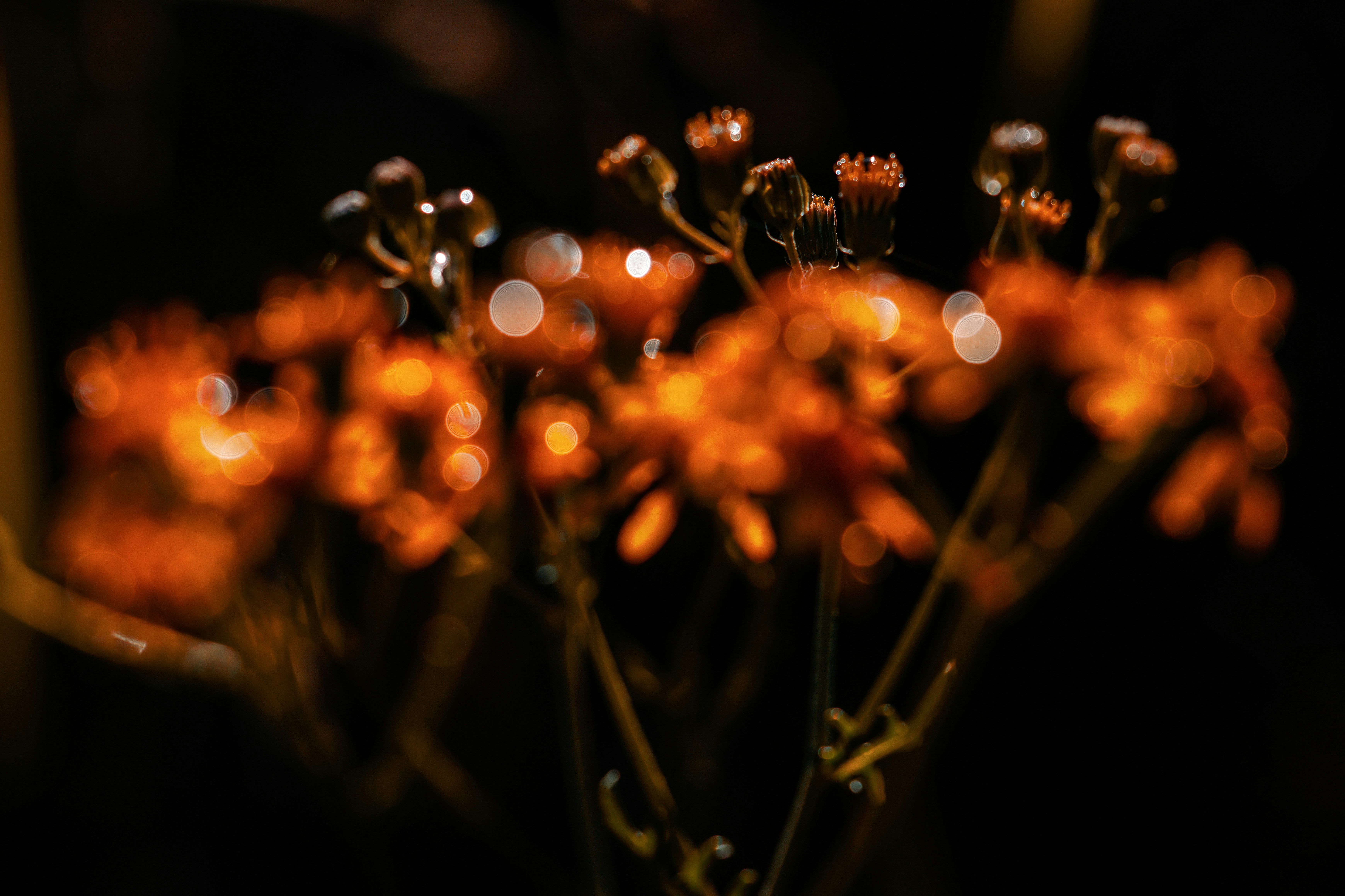 Photo by grievek1610begur