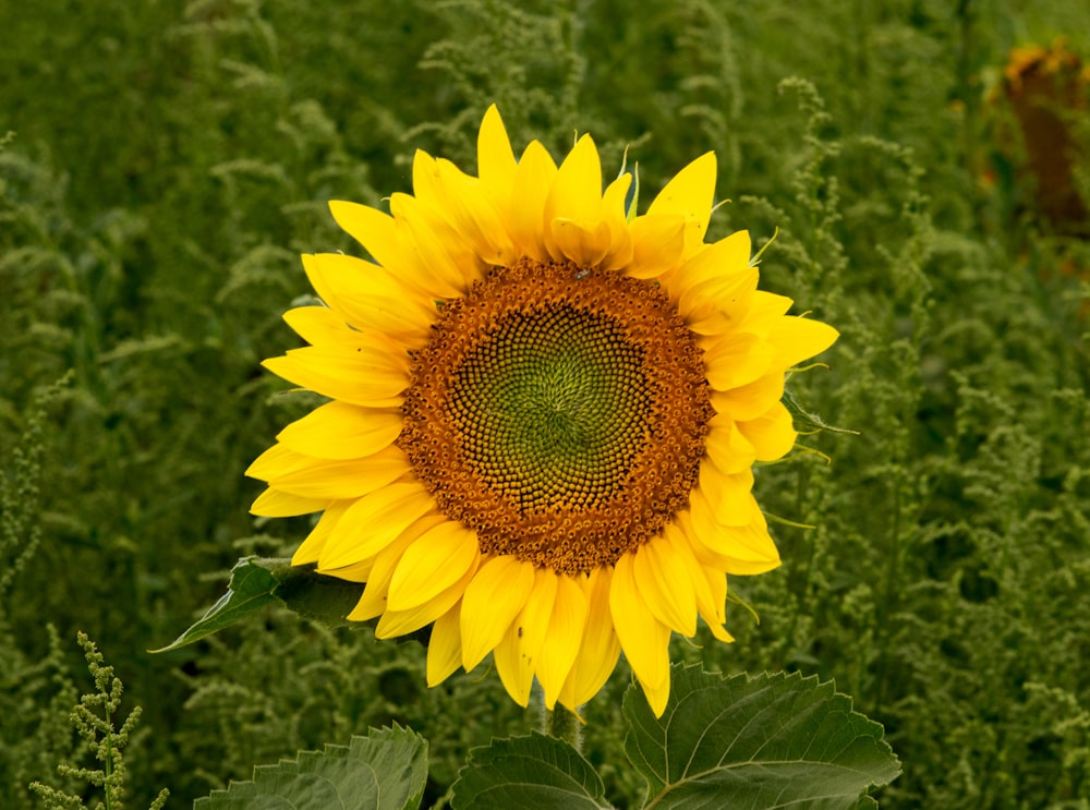 a large sunflower in a field of tall grass