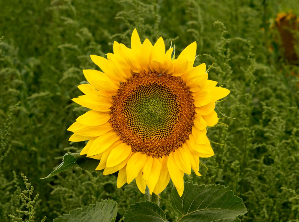 Un gran girasol en un campo de hierba alta