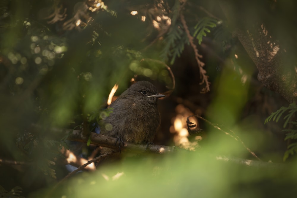 um pequeno pássaro sentado em um galho de árvore