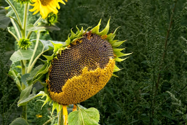 A large sunflower head with numerous seeds is prominently displayed, bending slightly under its own weight. The seeds are arranged in a spiral pattern characteristic of sunflowers. The petal edges are yellow, encircling the seed section, while other sunflowers are visible in the background amidst dense green foliage.