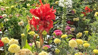 A vibrant terrace garden filled with lush green plants and colorful flowers under bright sunlight