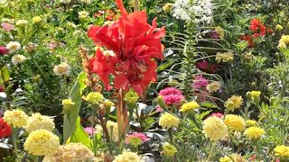 A vibrant garden with blooming flowers and neatly arranged plants under natural sunlight.