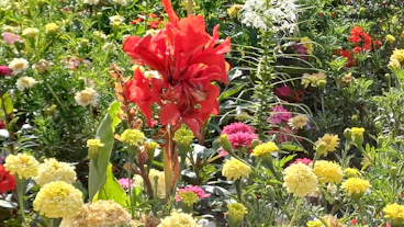 A vibrant garden with blooming flowers and neatly arranged plants under natural sunlight.