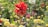 A vibrant garden filled with various colorful flowers and plants in full bloom.