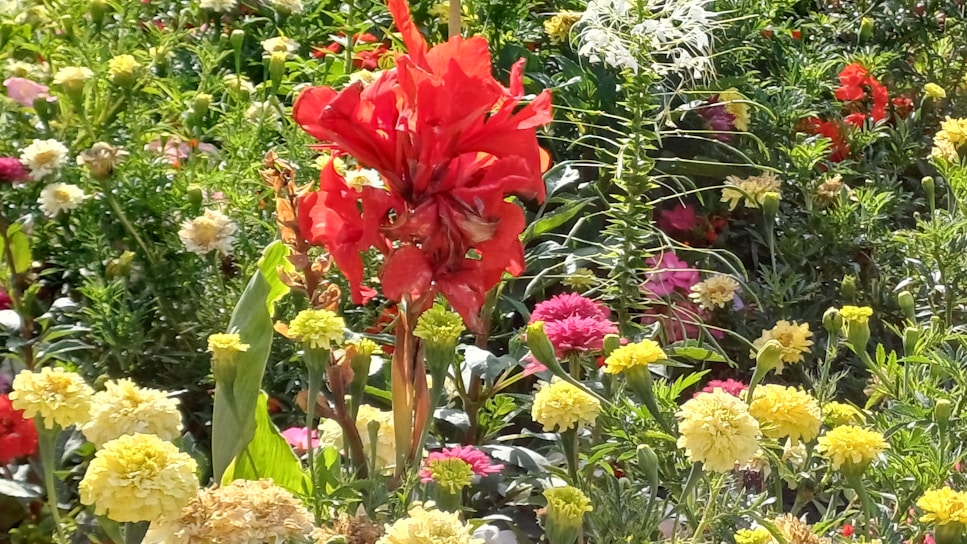 A vibrant flower garden in full bloom under the bright Saudi sun.
