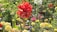 A vibrant garden filled with various colorful flowers and plants in full bloom.