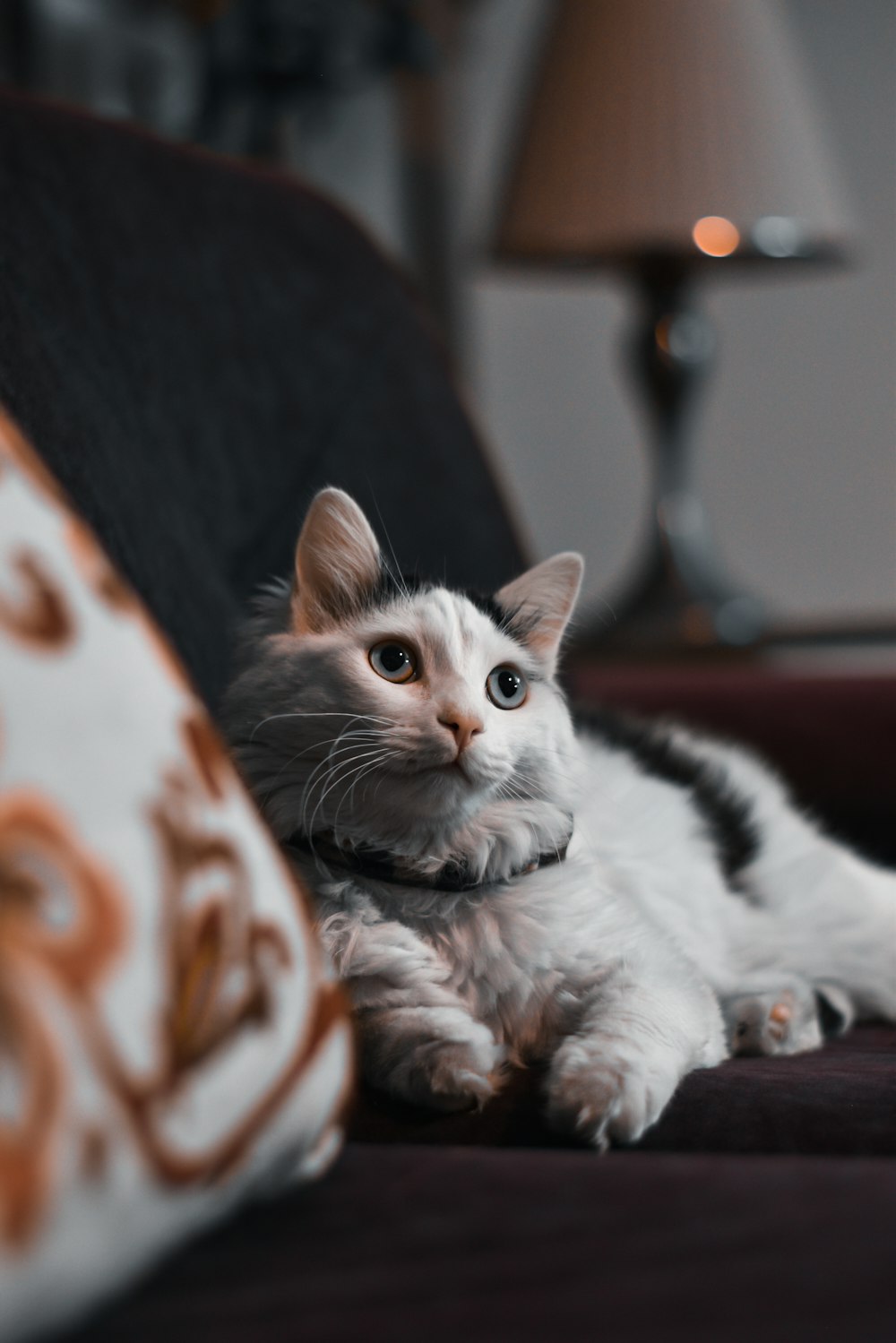 a white and black cat laying on top of a couch