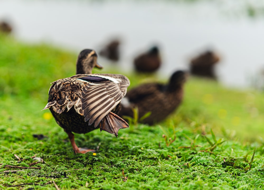 a flock of ducks standing on top of a lush green field