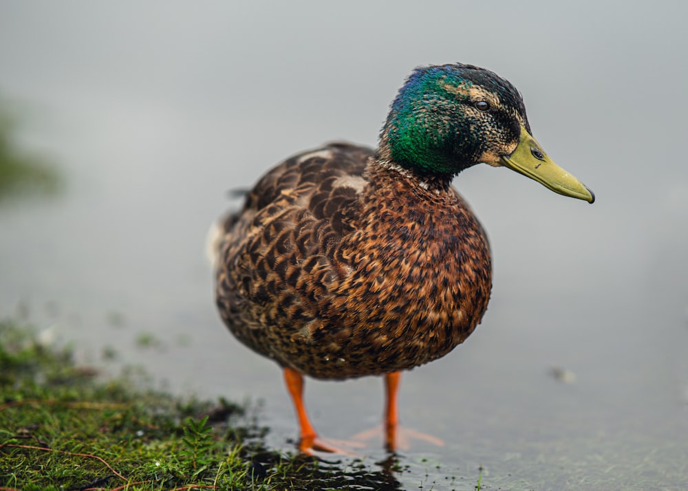 Un pato está parado en el agua sobre la hierba