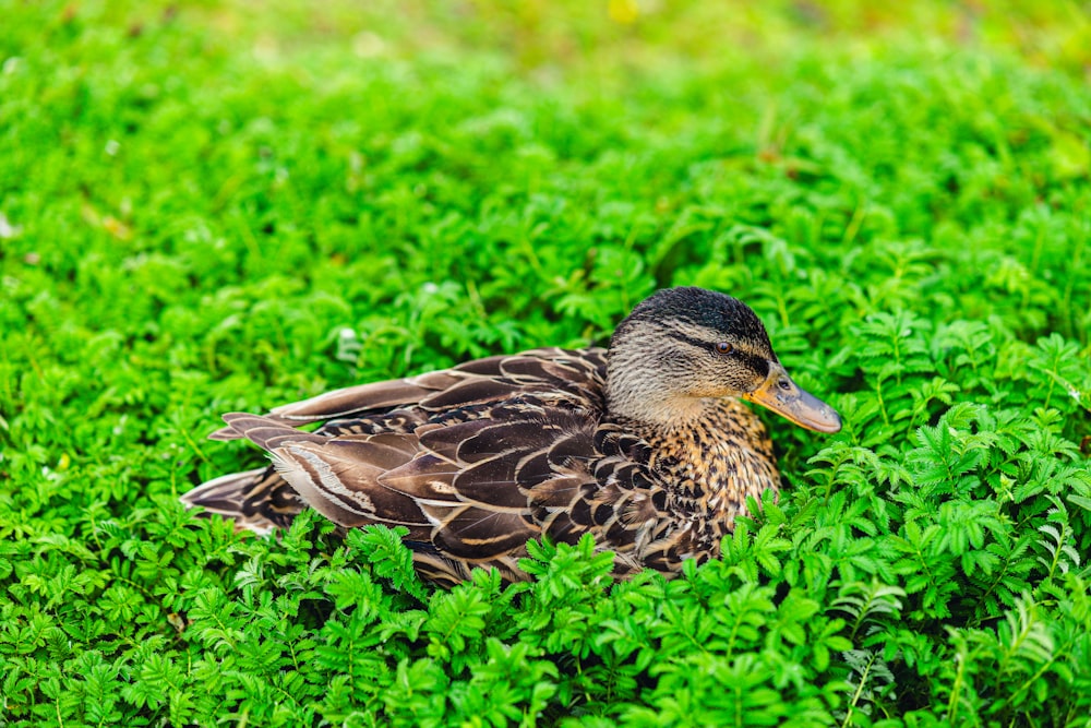 um pato que está sentado na grama