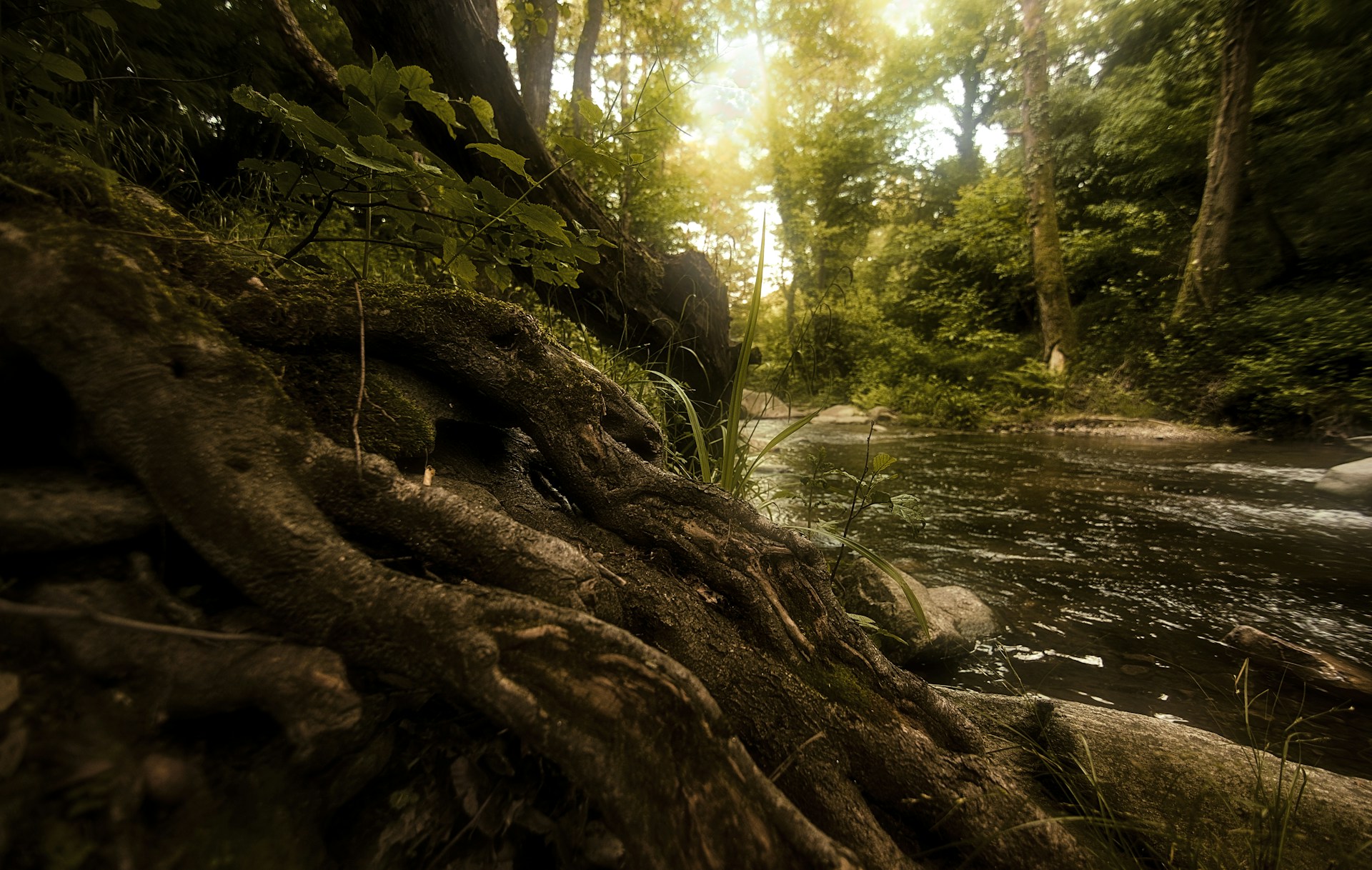 a river running through a lush green forest