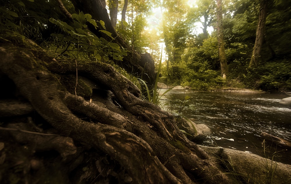 a river running through a lush green forest