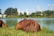 Two capybaras rest on grassy ground near a calm body of water with a backdrop of trees and modern city buildings. The blue sky is clear and bright, with a visible white bird flying close to the treetops.