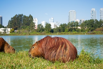 Two capybaras rest on grassy ground near a calm body of water with a backdrop of trees and modern city buildings. The blue sky is clear and bright, with a visible white bird flying close to the treetops.