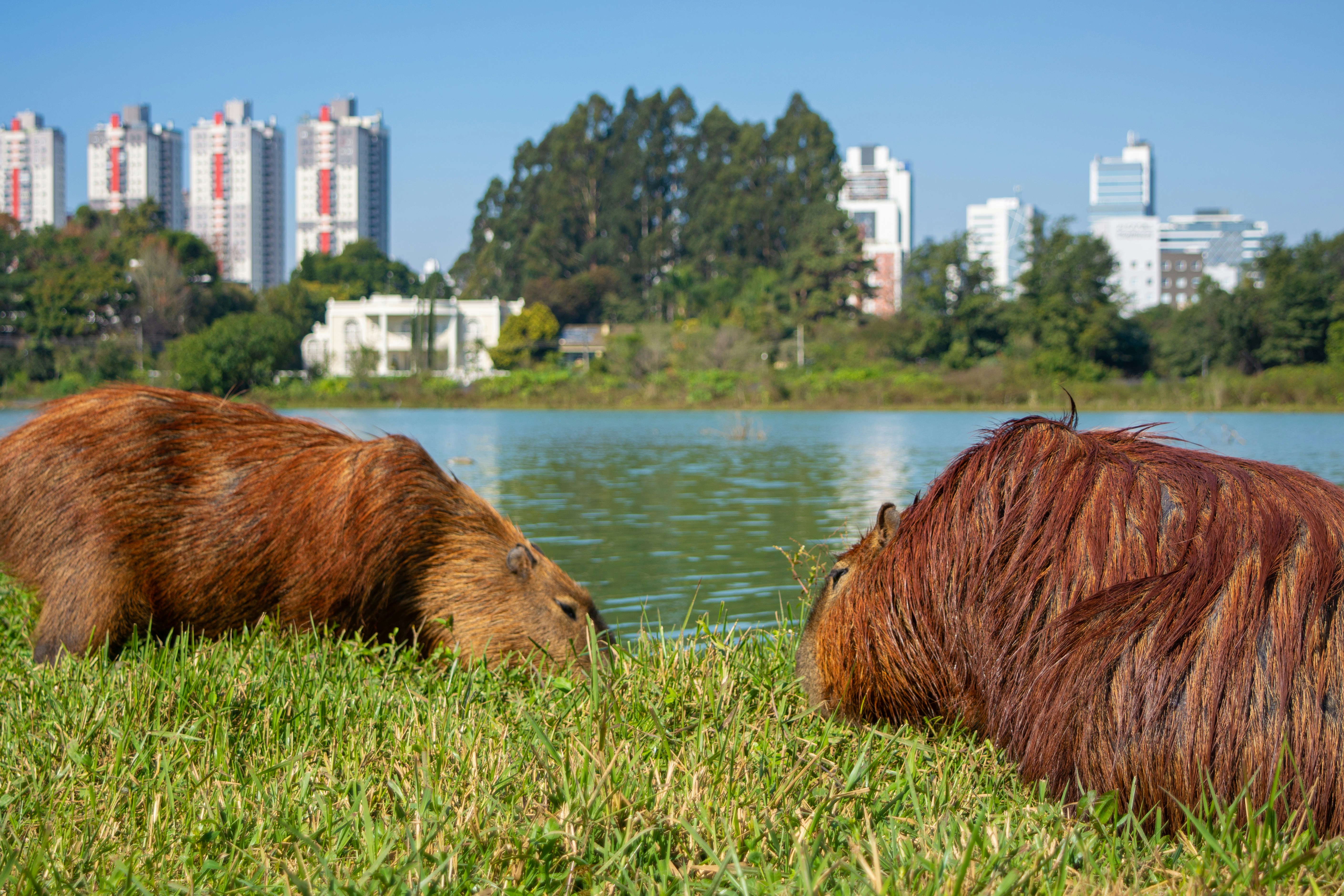a couple of animals that are standing in the grass