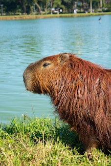 A capybara is standing near the edge of a serene lake, with water reflecting the lush greenery and gentle light surrounding the area. The animal's wet fur glistens under the sunlight, and it is positioned in a relaxed posture, with its eyes partially closed, suggesting calmness or rest.