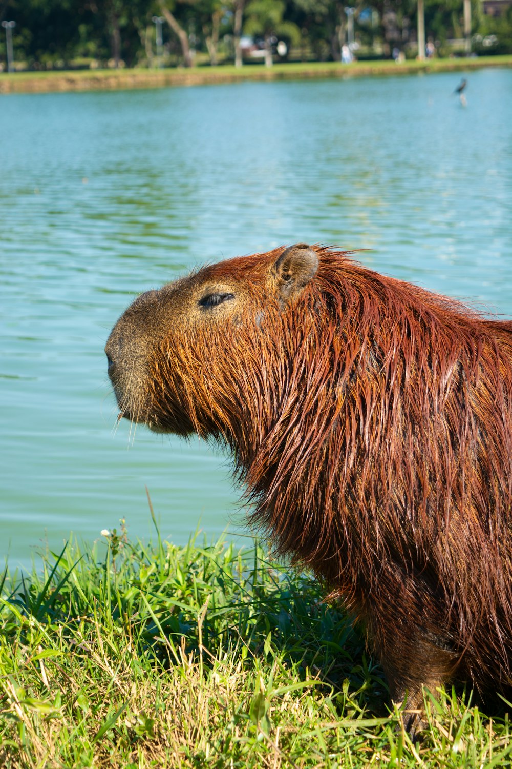 a close up of a animal near a body of water