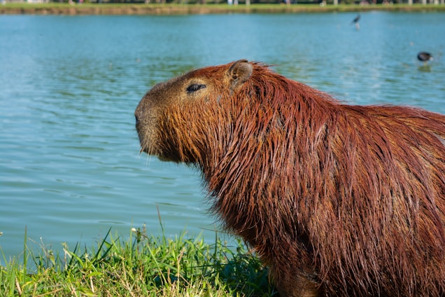 A happy capybara sitting by a river, symbolizing joy and creativity.
