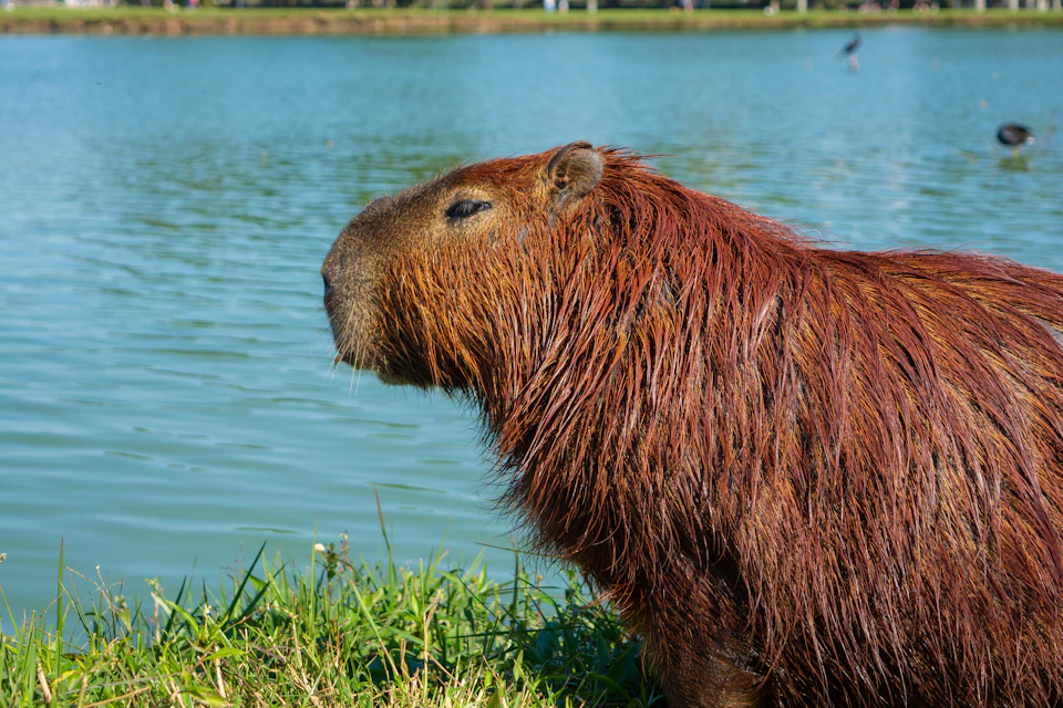 The image depicts a brown animal, possibly a rodent or a large rabbit, standing on a grassy area next to a body of water. The animal is facing away from the camera and appears to be enjoying its surroundings. In the background, there are trees visible, adding depth to the scene.