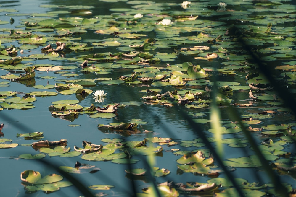 a pond filled with lots of water lilies