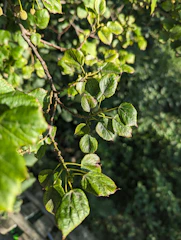 Close-up of a healthy tree branch being inspected by a gardener in a lush garden.